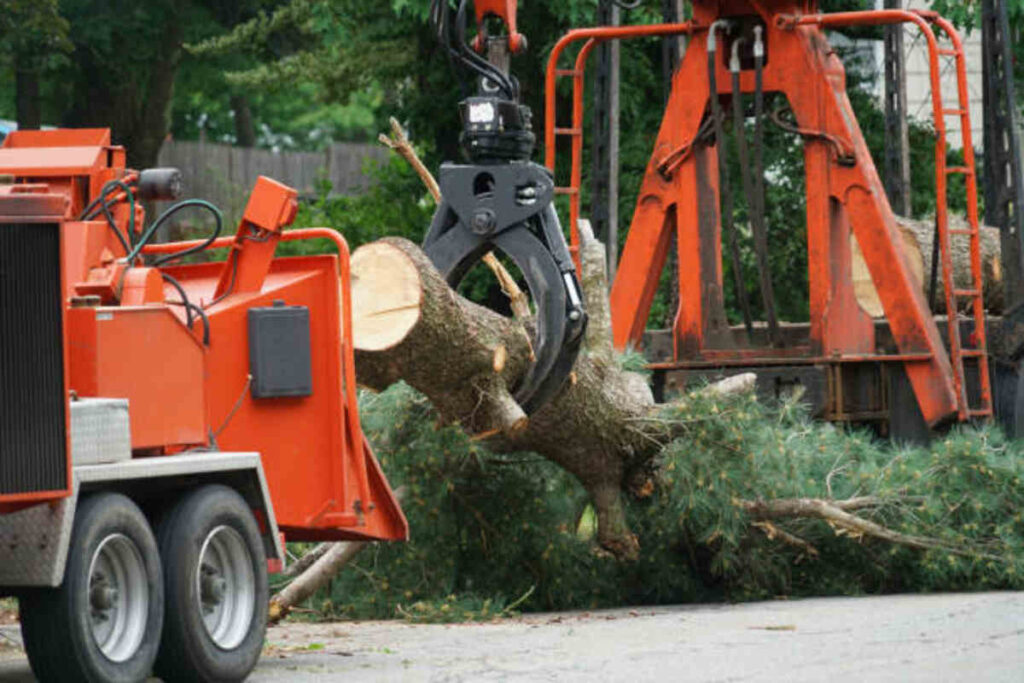 tree service Galt