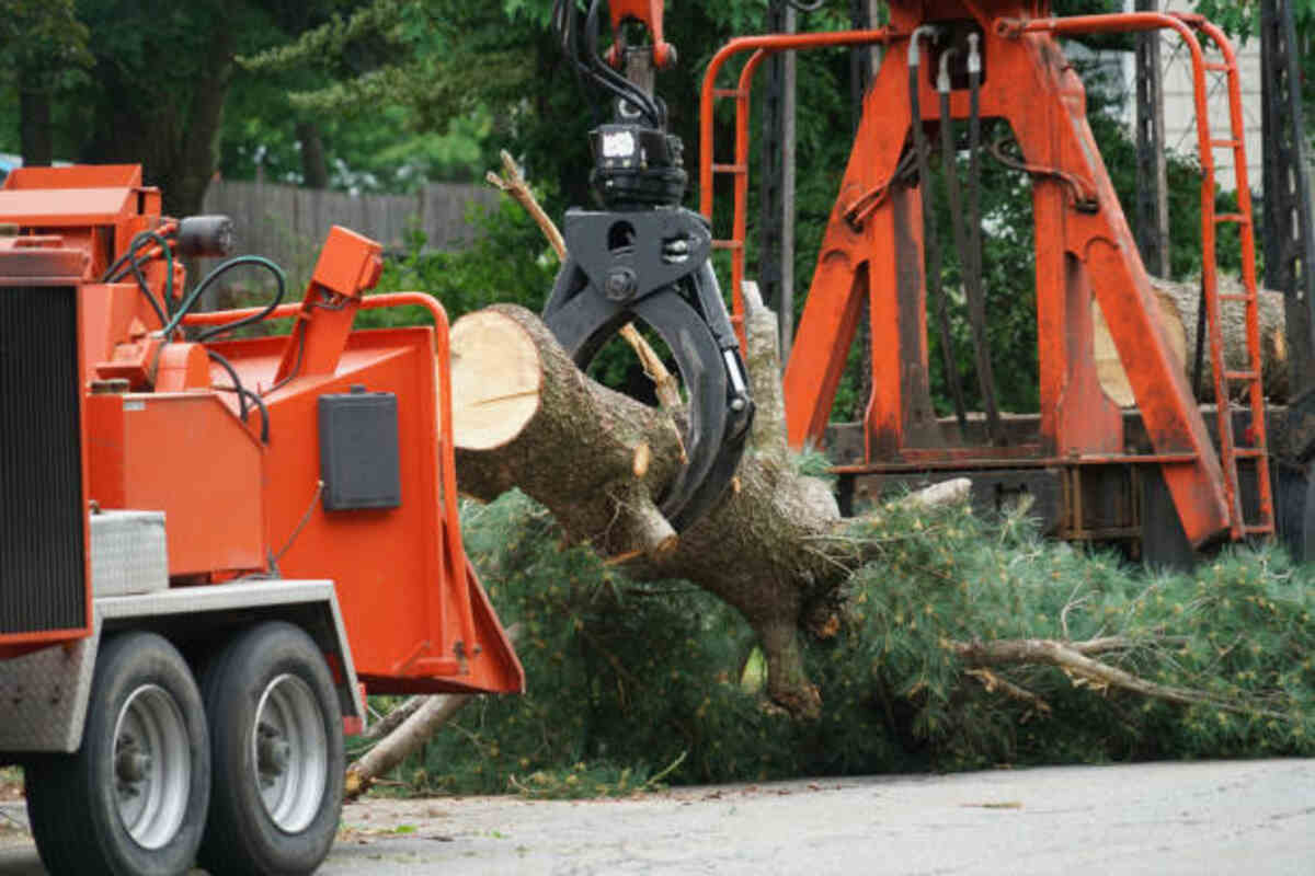 tree service Galt