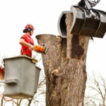 tree removal Vallejo CA