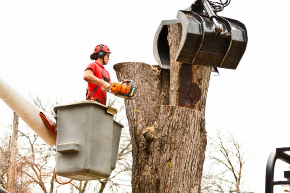 tree removal Vallejo CA